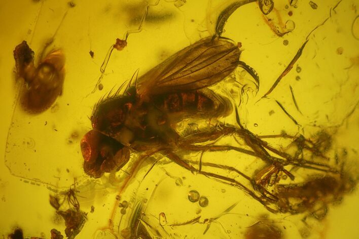 Detailed Fossil Fly (Diptera) In Baltic Amber